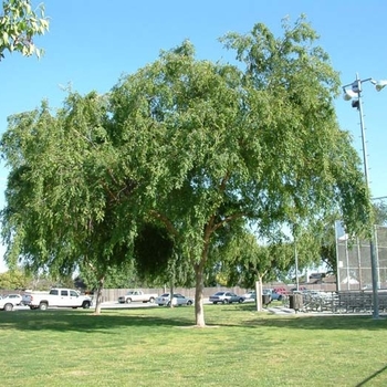 Ulmus parvifolia 'True Green' 