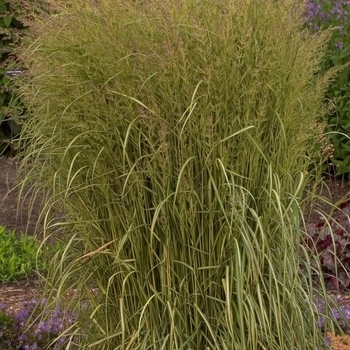 Calamagrostis arundinacea var brachytricha 'Caspian' 