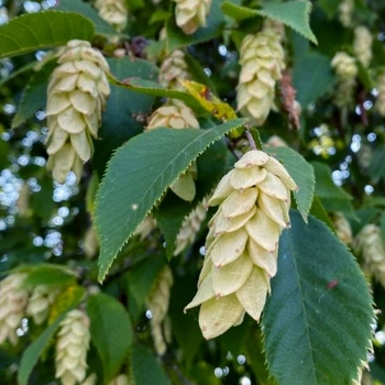 Ostrya carpinifolia