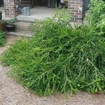 Buxus sempervirens 'Unraveled' 