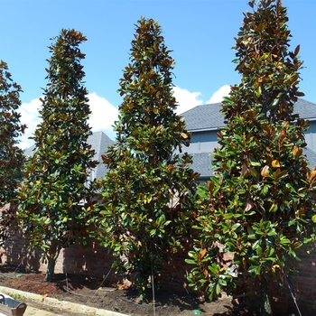 Magnolia grandiflora 'D.D. Blanchard' 