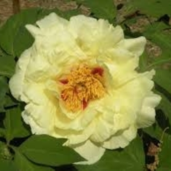 Paeonia 'Huang Guan' 