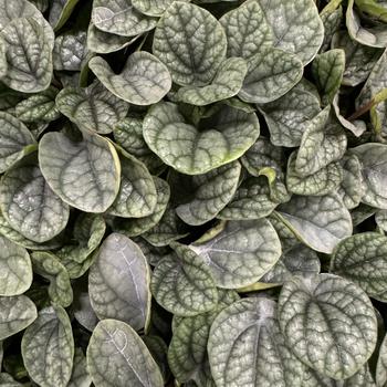 Peperomia 'Greyhound'