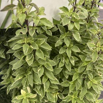 Ocimum basilicum 'Pesto Perpetuo' PP16260