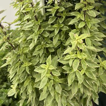 Ocimum basilicum 'Pesto Perpetuo' (279329)