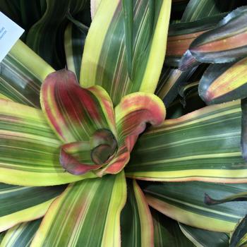 Neoregelia 'Serendipity'