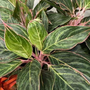 Aglaonema 'Moonstone Miles' 