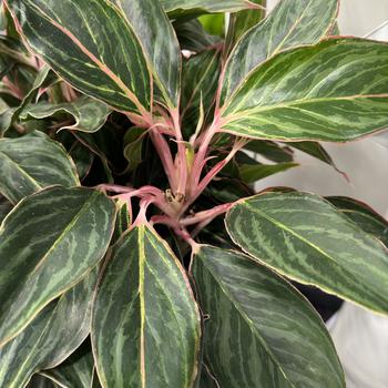 Aglaonema Jazzed Gems™ 'Moonstone Miles' (279343)