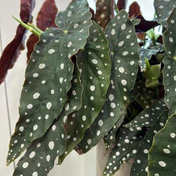 Begonia maculata 'Wightii' 