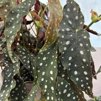 Begonia maculata '' (279347)