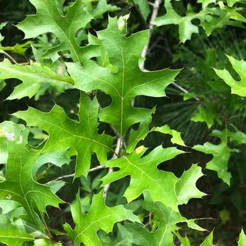 Quercus texana