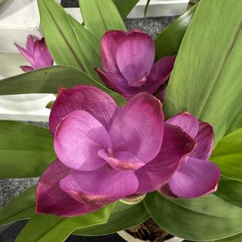 Curcuma alismatifolia 'Sublime' 