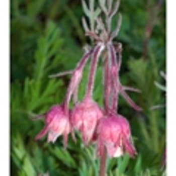 Geum triflorum