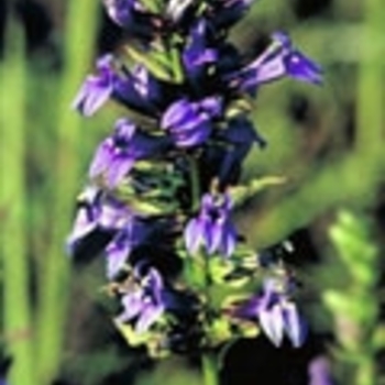 Lobelia siphilitica