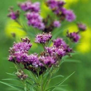 Vernonia fasciculata