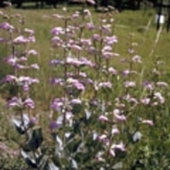 Penstemon digitalis