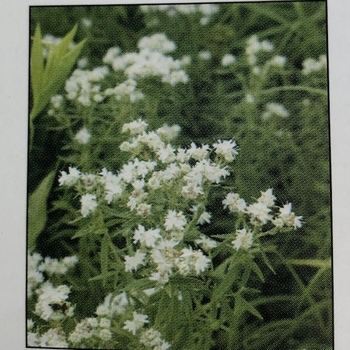 Pycnanthemum virginianum