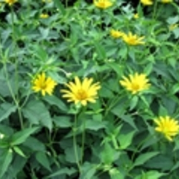 Heliopsis helianthoides