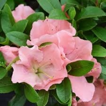 Rhododendron Robin Hill Hybrid 'Watchet' 