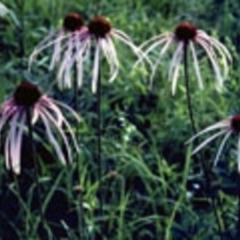 Echinacea pallida