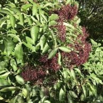 Sambucus canadensis 'Nova' 