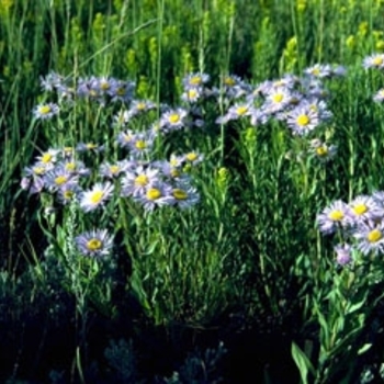 Aster laevis