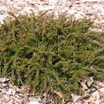 Cotoneaster apiculatus 'Tom Thumb' 