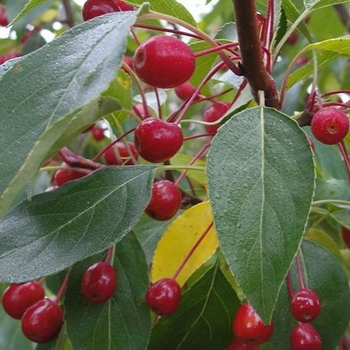 Malus 'Jeflite' 