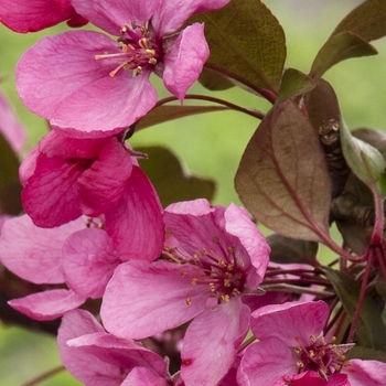 Malus 'Royal Rain Drops' 