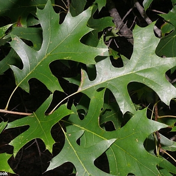 Quercus palustris