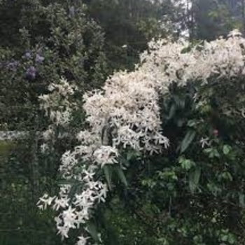 Clematis armandii 'Snowdrift' 