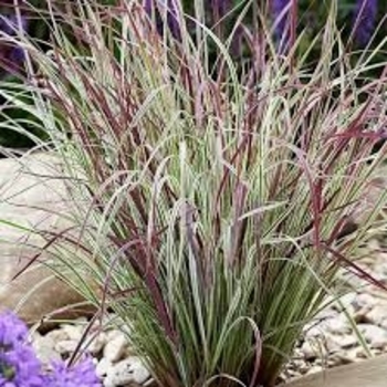 Schizachyrium scoparium 'Chameleon' 