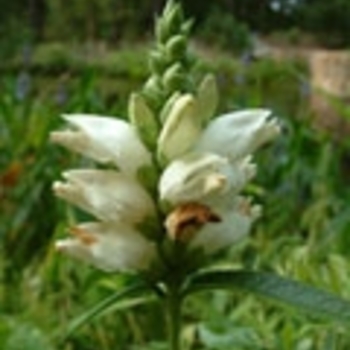 Chelone glabra 'Black Ace' 