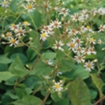 Aster macrophyllus