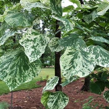 Cercis canadensis 'Alley Cat' 