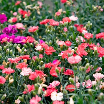 Dianthus chinensis x barbatus