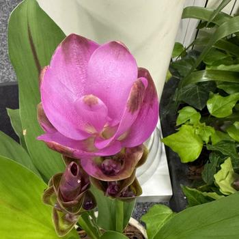 Curcuma alismatifolia 'Shadow' PP31341