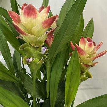 Curcuma alismatifolia 'Solar' PP30441