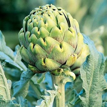 Cynara scolymus 'Improved Green Globe' 