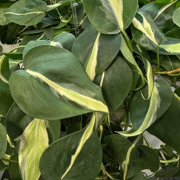 Philodendron hederaceum 'Silver Stripe' 