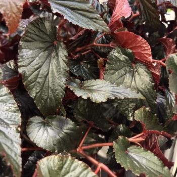 Begonia 'Tita Corkscrew' 