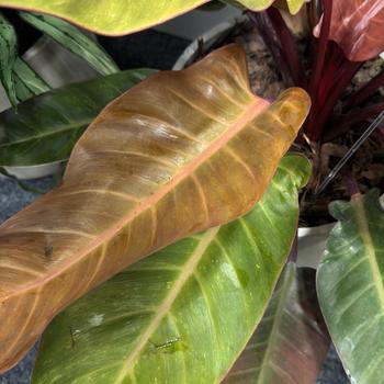 Philodendron bipinnatifidum 'Kathleen'