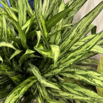 Aglaonema 'Cutlass' PP22940