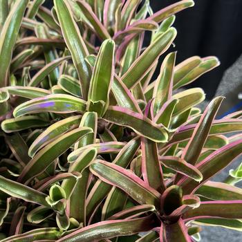 Neoregelia 'Donger'