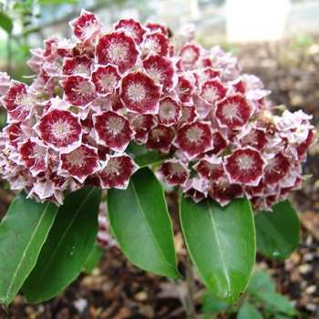 Kalmia latifolia 'Bullseye' 