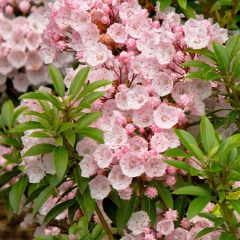 Kalmia latifolia 'Elf' 