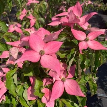 Cornus 'Rutpink' PP28311