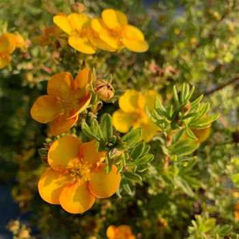 Potentilla fruticosa 'Tangerine' 