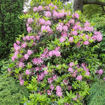 Rhododendron maximum 'Independence' 