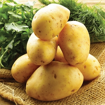 Solanum tuberosum 'Yukon Gold' 